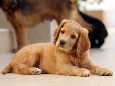 Golden puppy with floppy ears lying down, featured in 'The Ultimate Dog Name Quiz' to help you find the perfect puppy name.